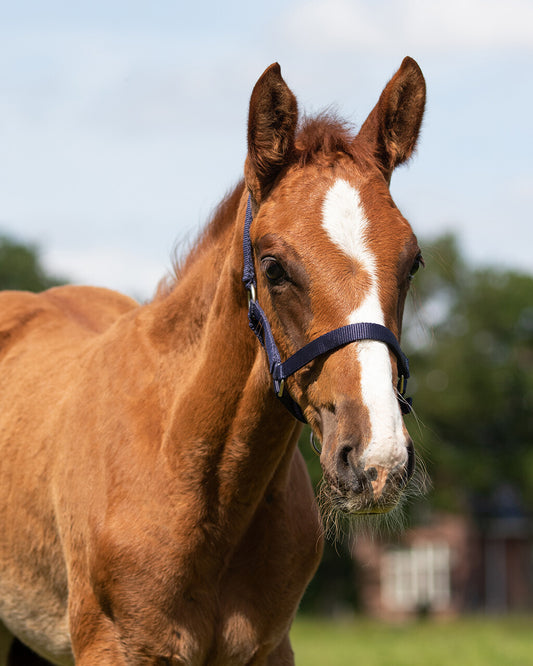 Foal Halter Baby Blue