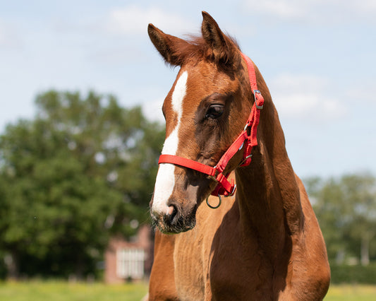 Foal Halter Red