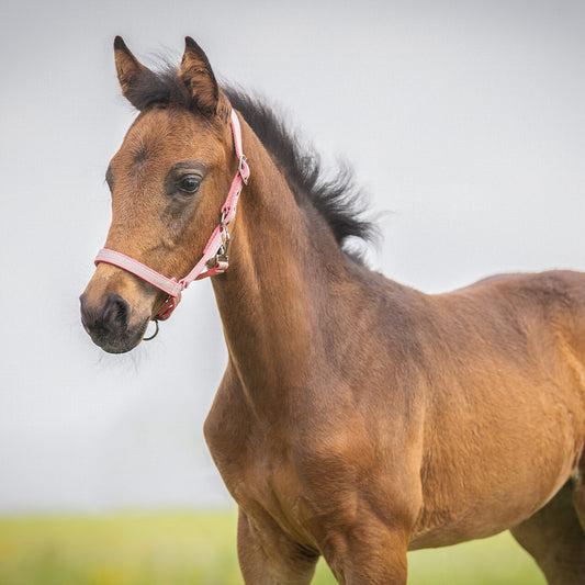 Halter Foal Collection Almond