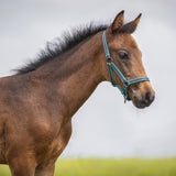 Halter Foal Collection Almond