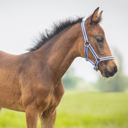 Halter Foal Collection Almond