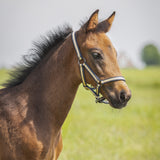 Halter Foal Collection Almond